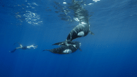 Ocean Safari + Glamping on Isla Cerralvo