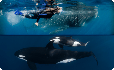 Whales,Mobulas,Orcas,Whale Sharks